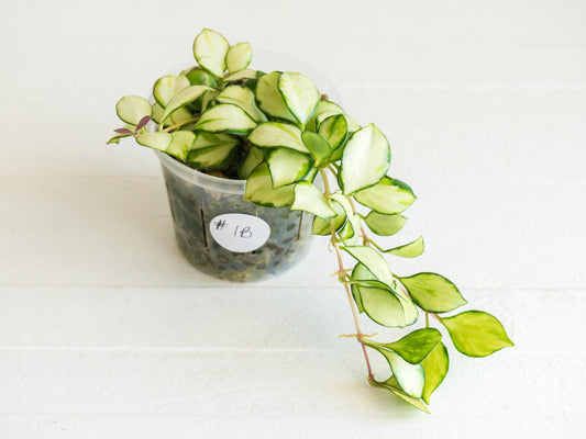 Hoya heuschkeliana (Inner Variegated) | 3-Inch