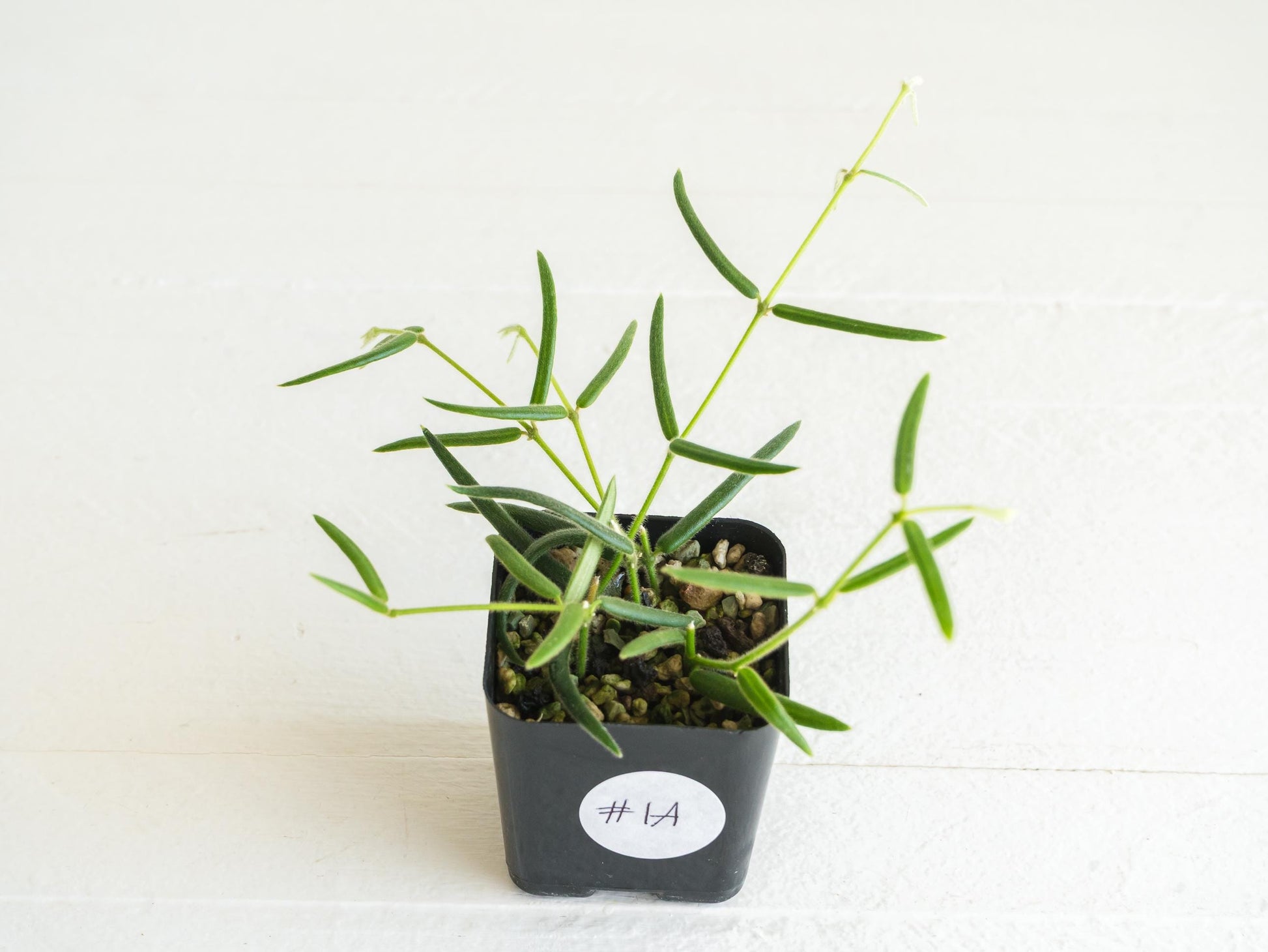 Hoya linearis | 2-Inch