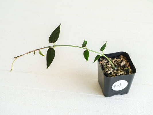 Hoya carrii (NS13-064) | 2-Inch