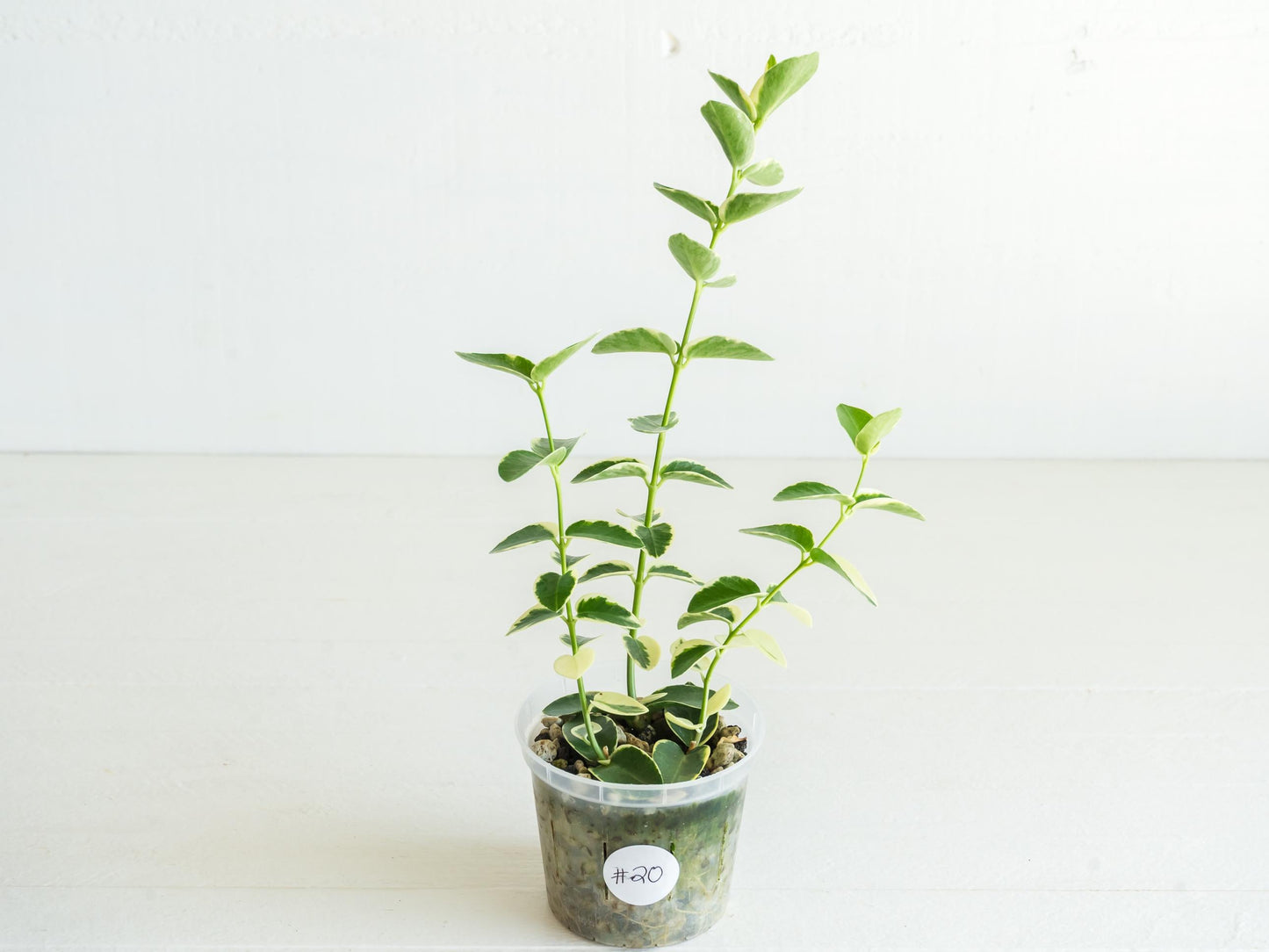 Hoya cumingiana (Albo | Outer Variegated) | 3-Inch