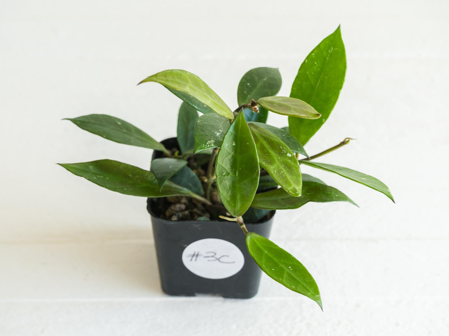 Hoya 'Rebecca' | 2-Inch
