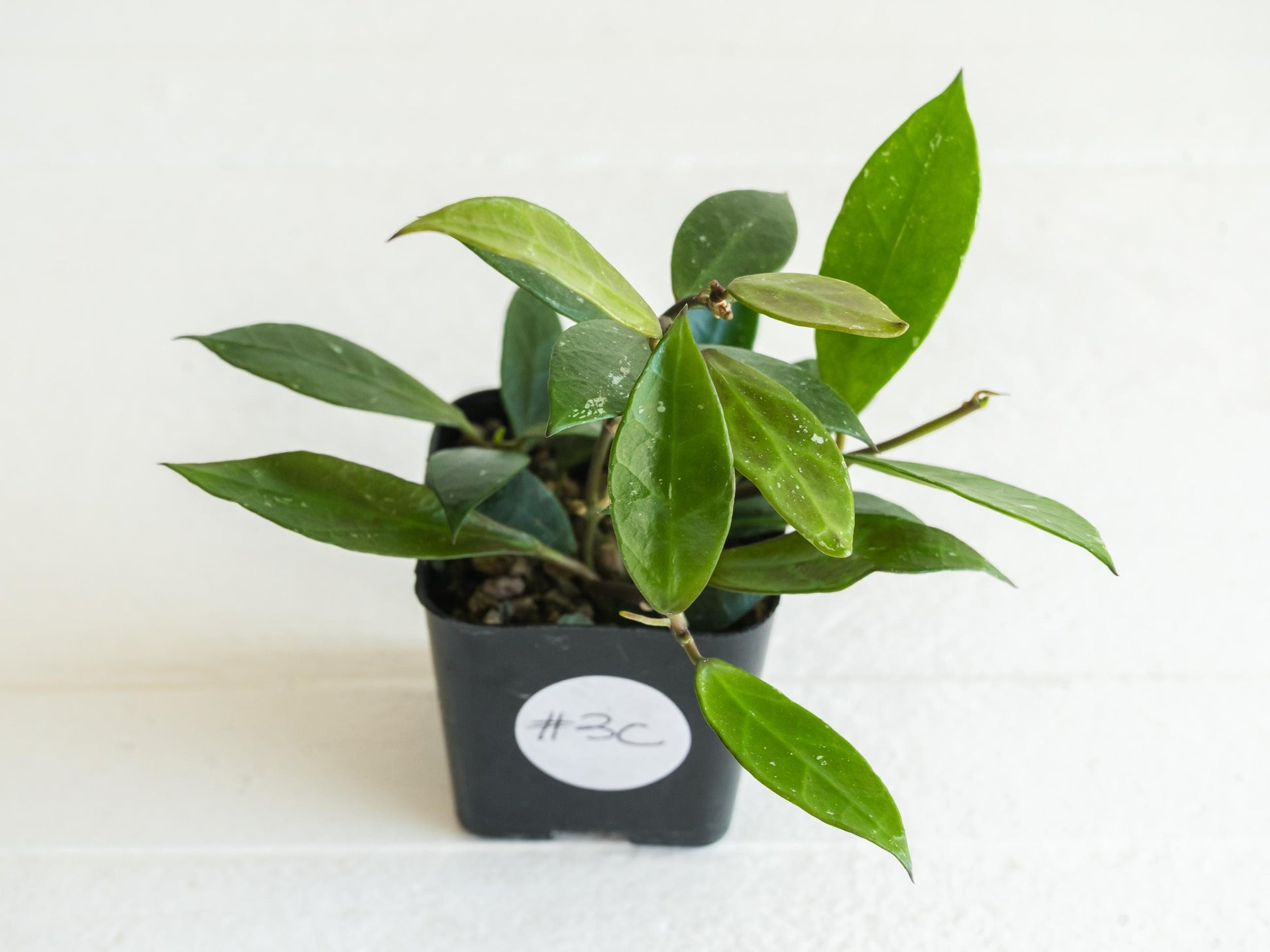 Hoya 'Rebecca' | 2-Inch