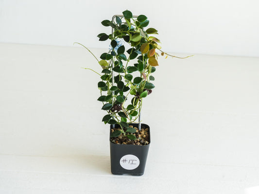 Hoya papua (PNG IM-08) | Large 2-Inch