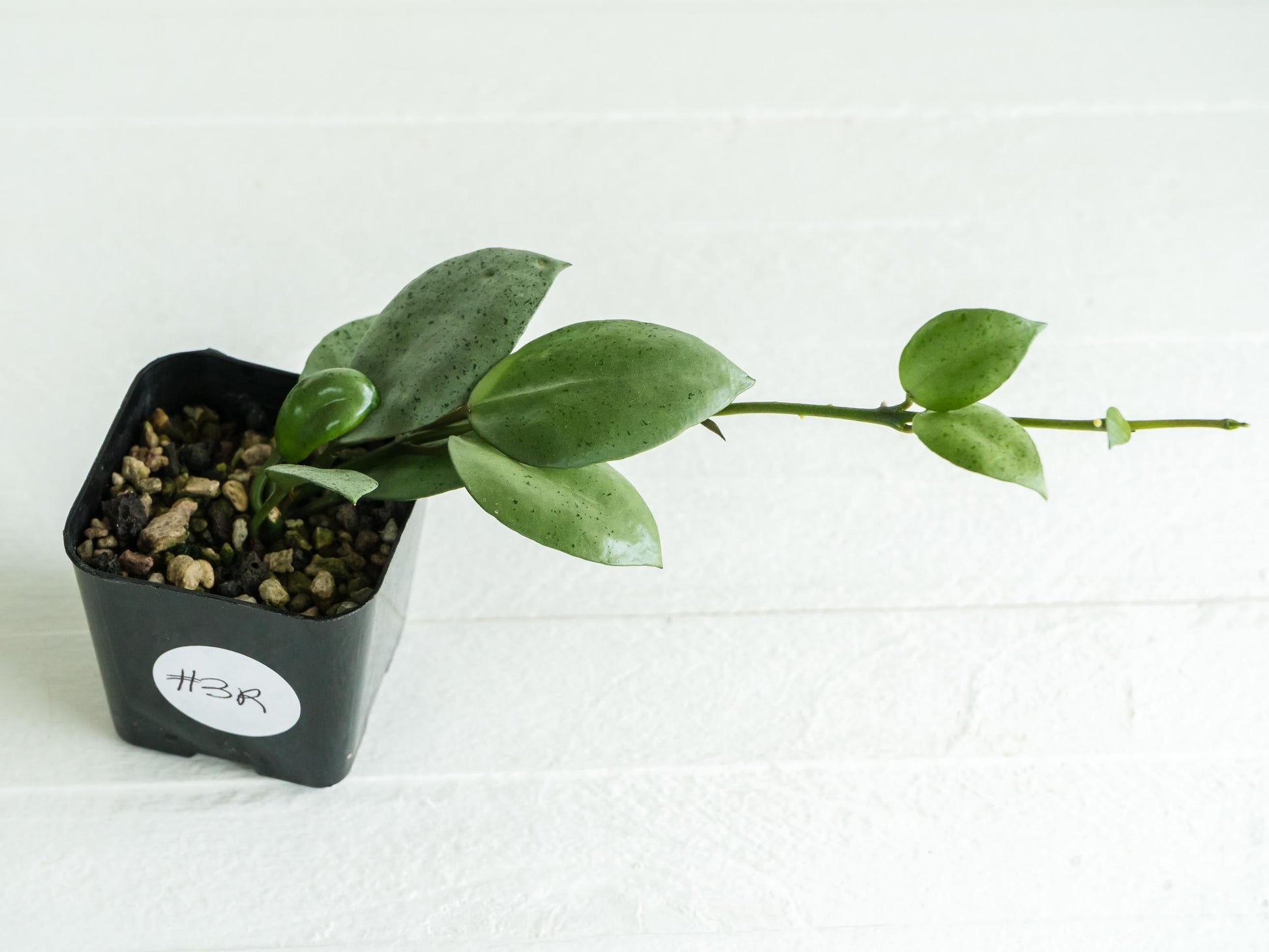 Hoya lacunosa 'Silver Mint Coin' | 2-Inch