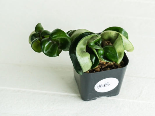 Hoya carnosa 'Compacta' | 2-Inch