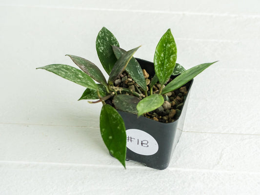 Hoya 'Rebecca' (Splash) | 2-Inch