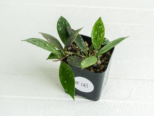 Hoya 'Rebecca' (Splash) | 2-Inch