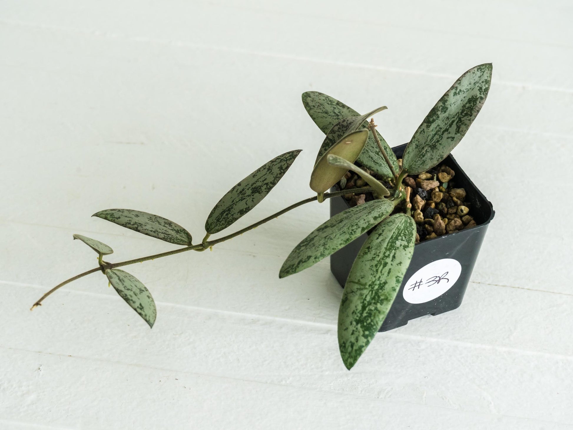 Hoya sigillatis 'Round Leaf' aka sigillatis (Silver) AH001 | 2-Inch