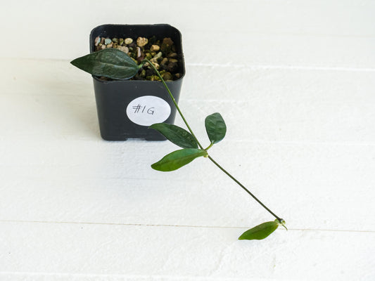 Dischidia GPS-88 | 2-Inch FKA as a Hoya