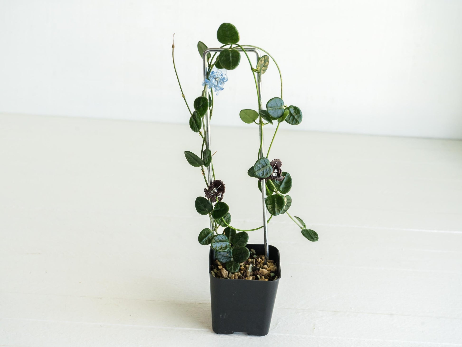 Hoya tengchongensis | Large 2-Inch