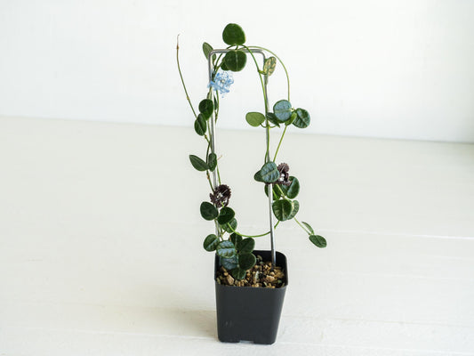 Hoya tengchongensis | Large 2-Inch
