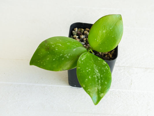 Hoya diptera | 2-Inch