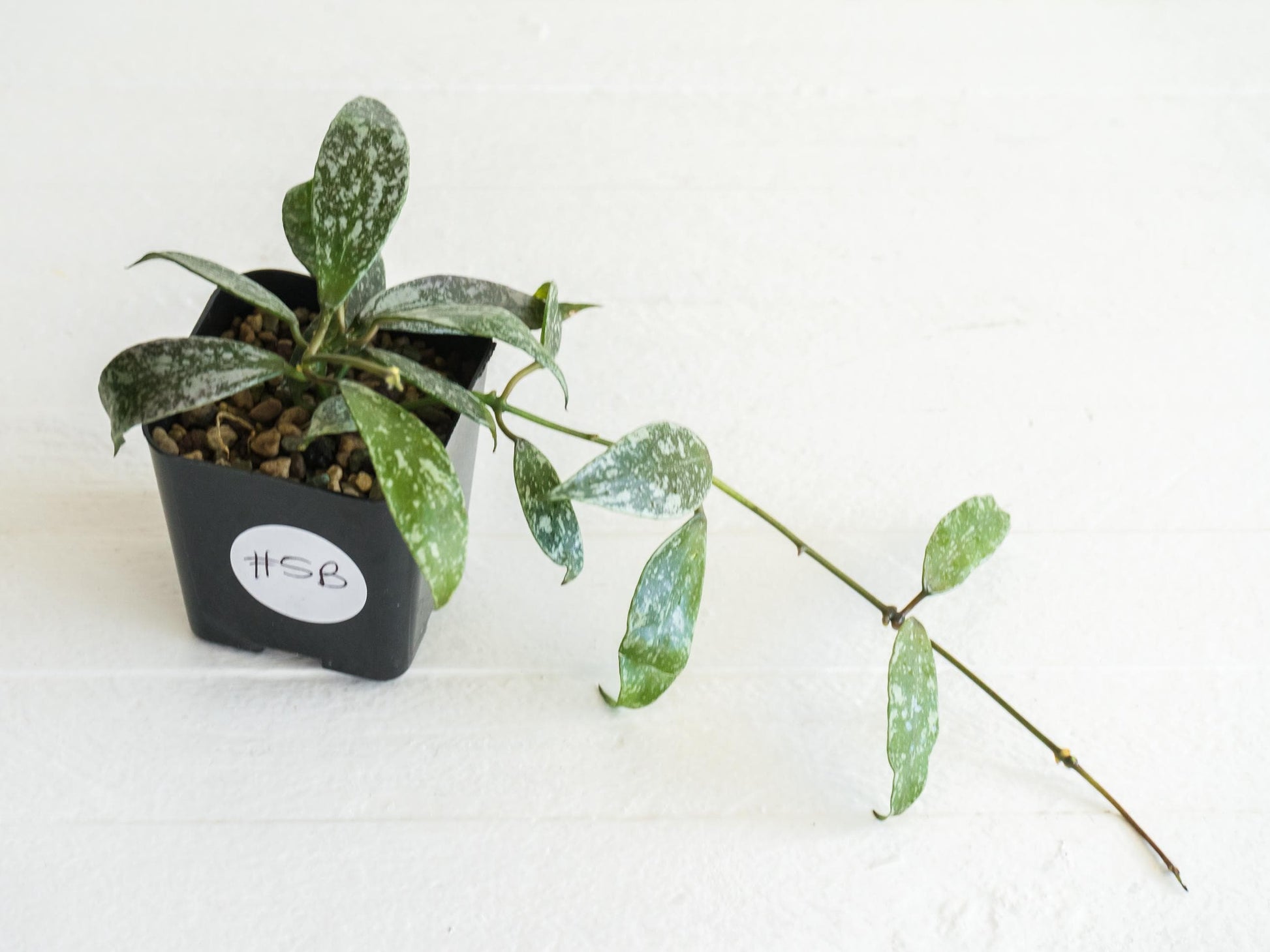 Hoya lacunosa 'Laos Full Splash' | 2-Inch