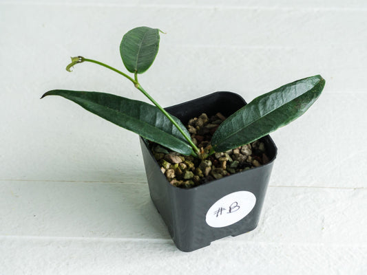 Hoya surisana | 2-Inch