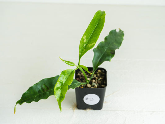 Hoya lockii | 2-Inch