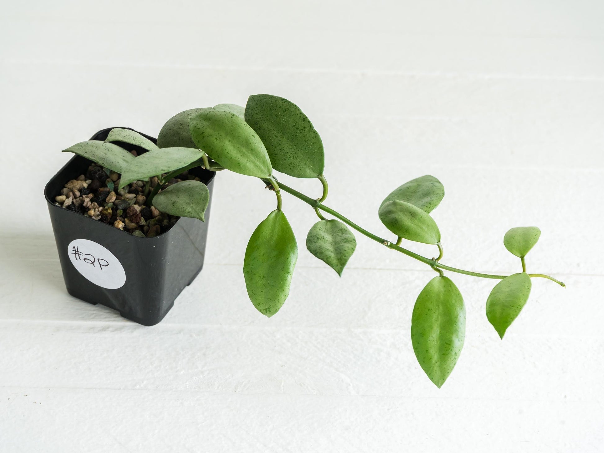 Hoya lacunosa 'Silver Mint Coin' | 2-Inch