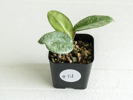 Hoya carnosa 'Nova Ghost' | 2-Inch