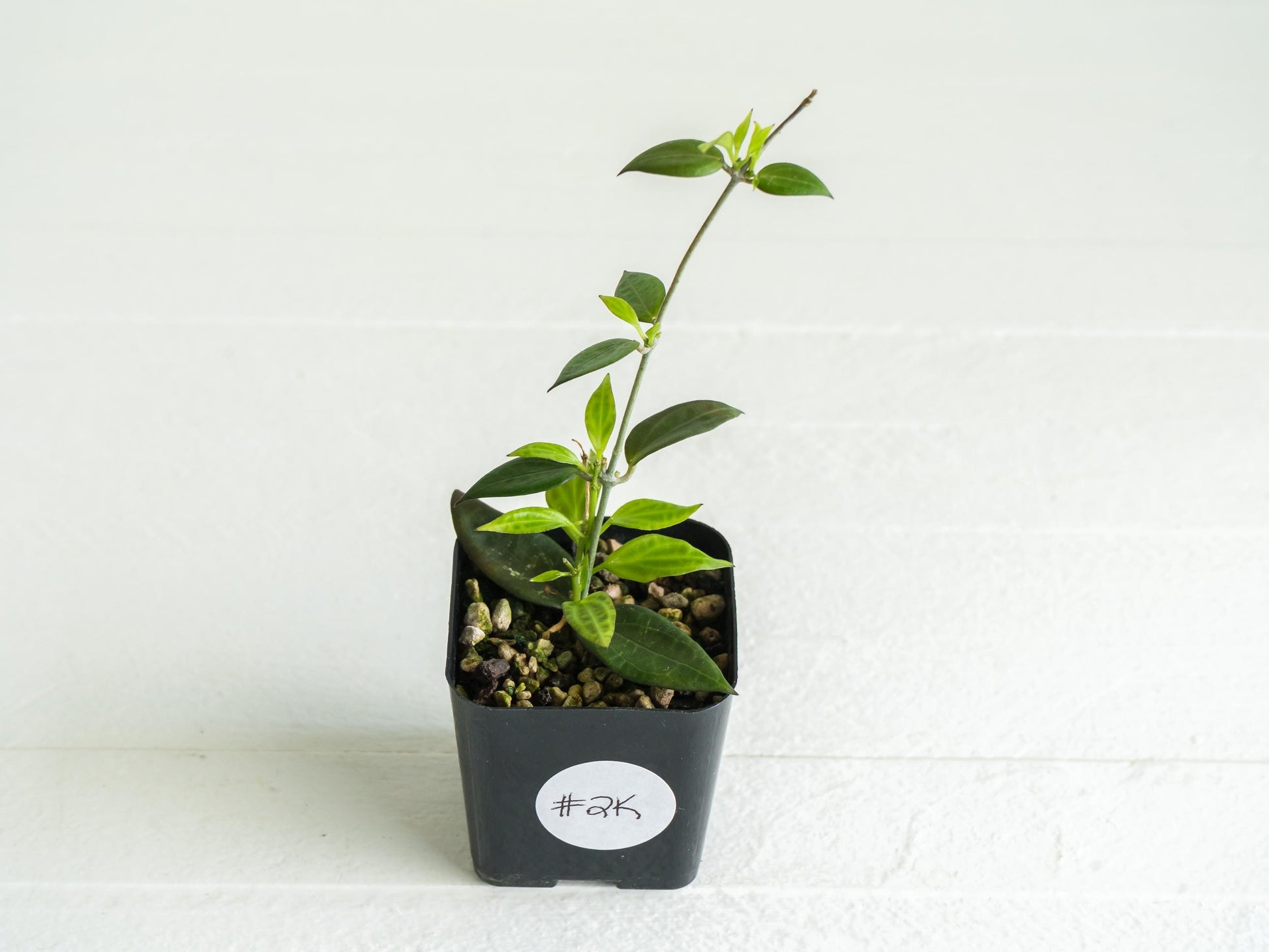 Hoya microdwarf (NS12-323) | 2-Inch