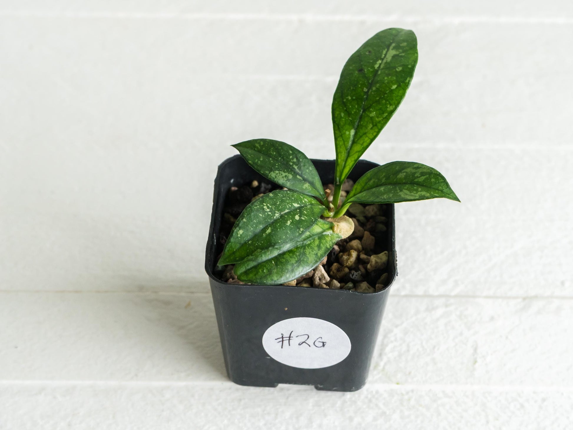 Hoya crassipetiolata (Splash) | 2-Inch