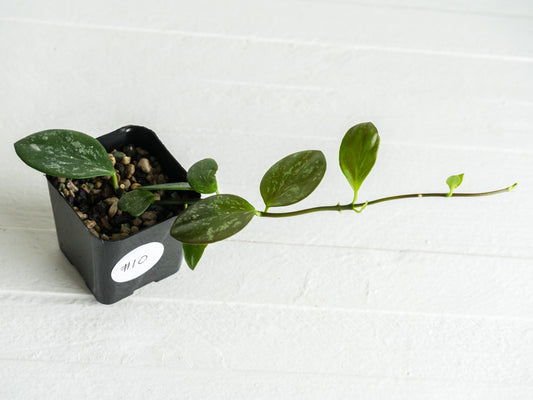 Hoya collina (IR-26) | 2-Inch
