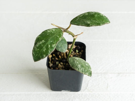 Hoya waymaniae 'Cloudy Sky' | 2-Inch