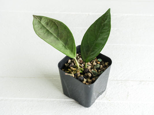 Hoya Lai Chau (Silver) | 2-Inch