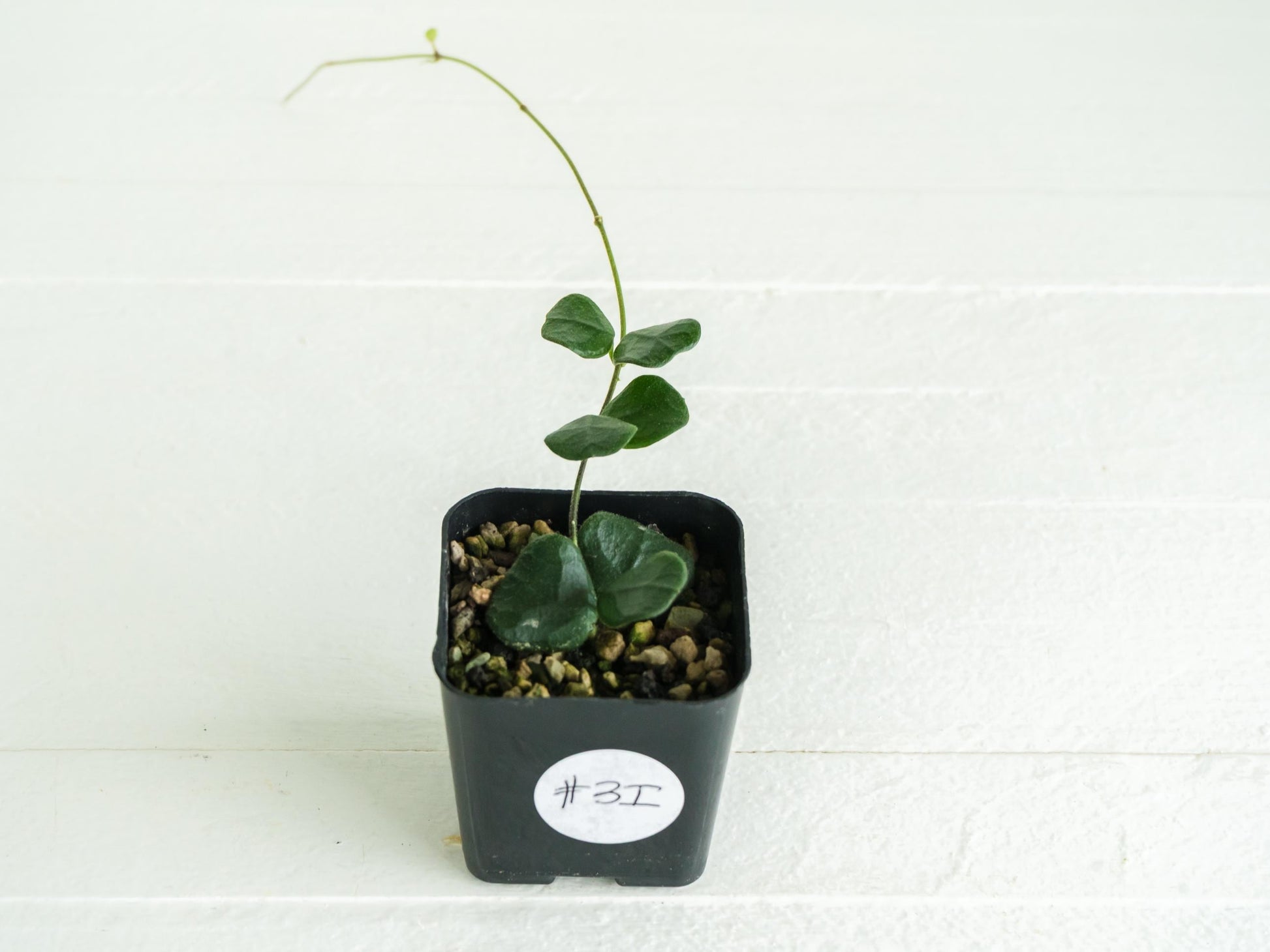 Hoya obcordata | 2-Inch