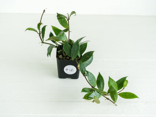 Hoya 'Rebecca' | 2-Inch