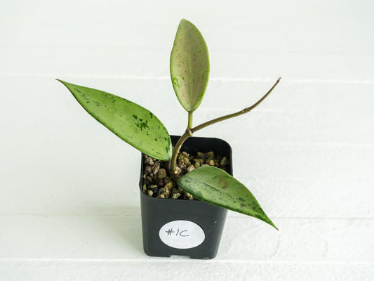 Hoya 'Snow Cui' (Silver) | 2-Inch