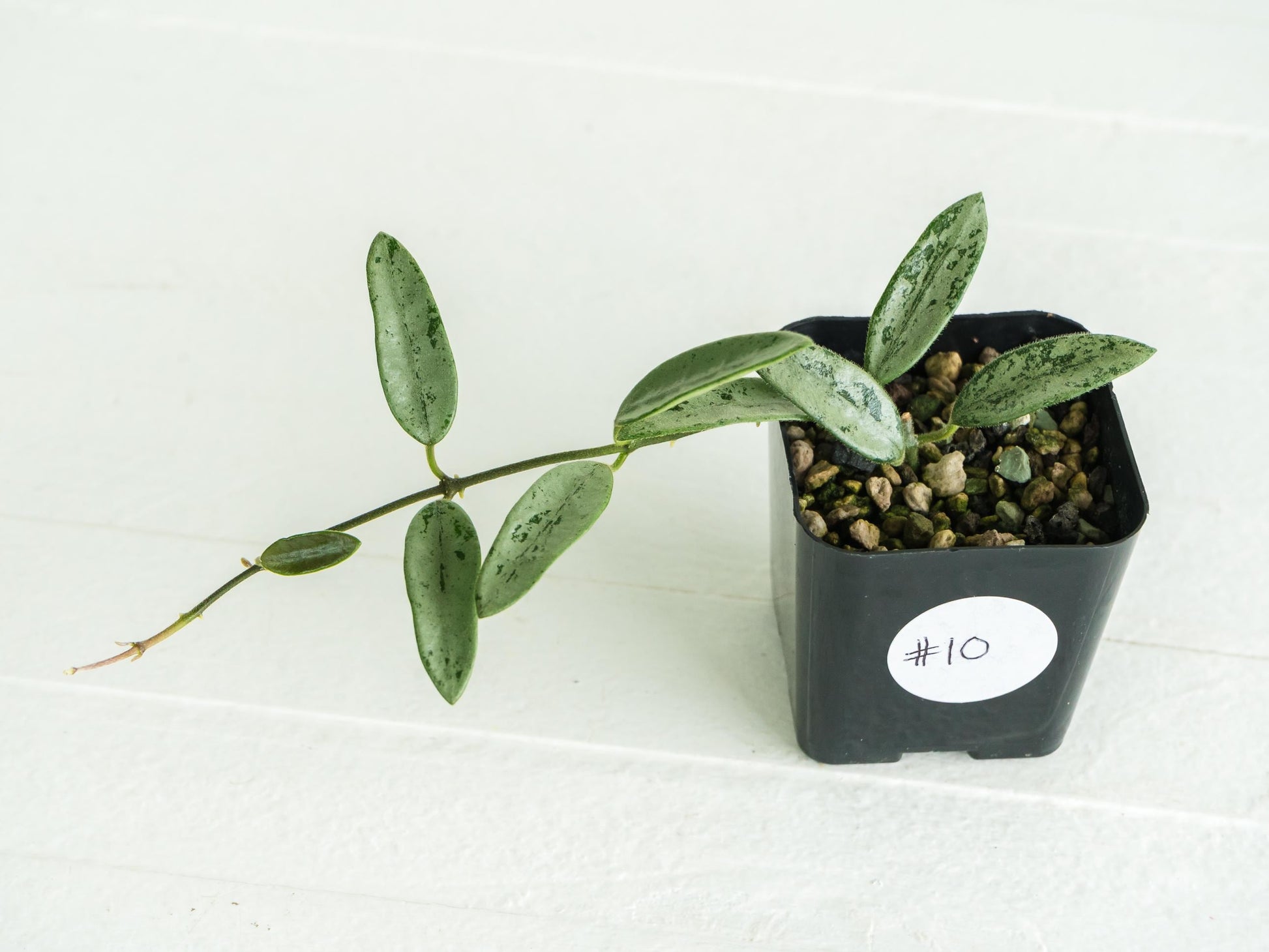 Hoya lima (Silver) | 2-Inch