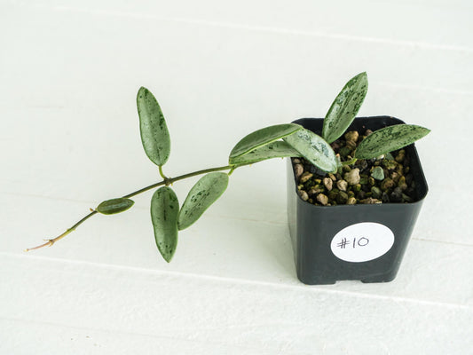 Hoya lima (Silver) | 2-Inch