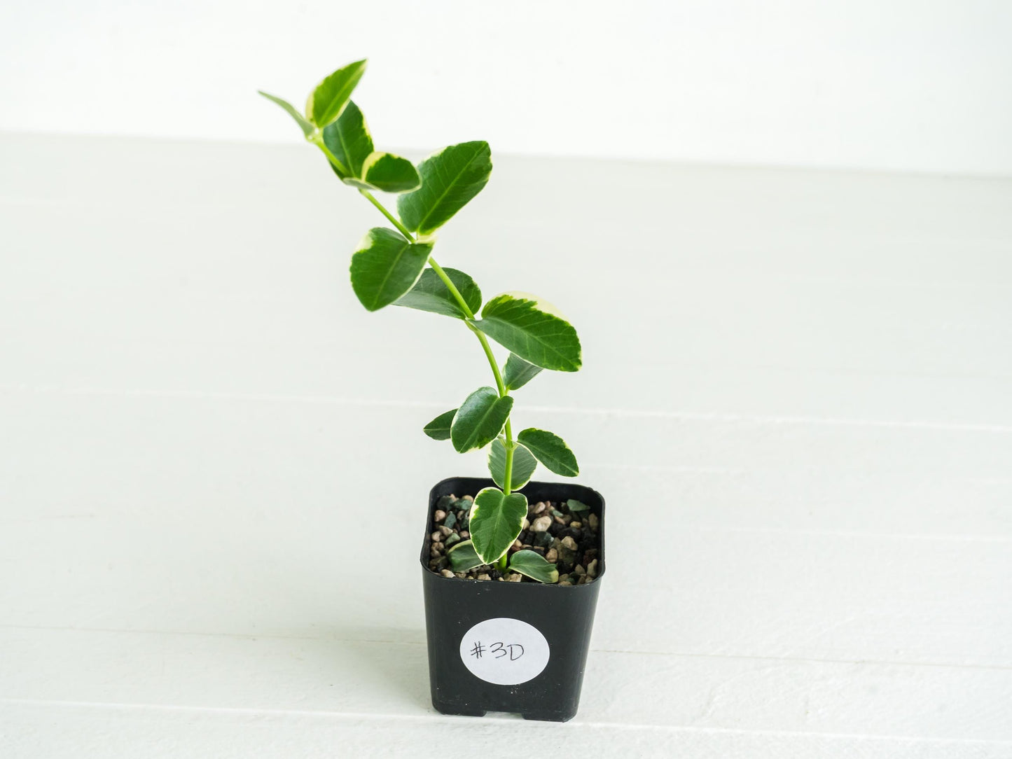 Hoya cumingiana (Albo | Outer Variegated) | 2-Inch