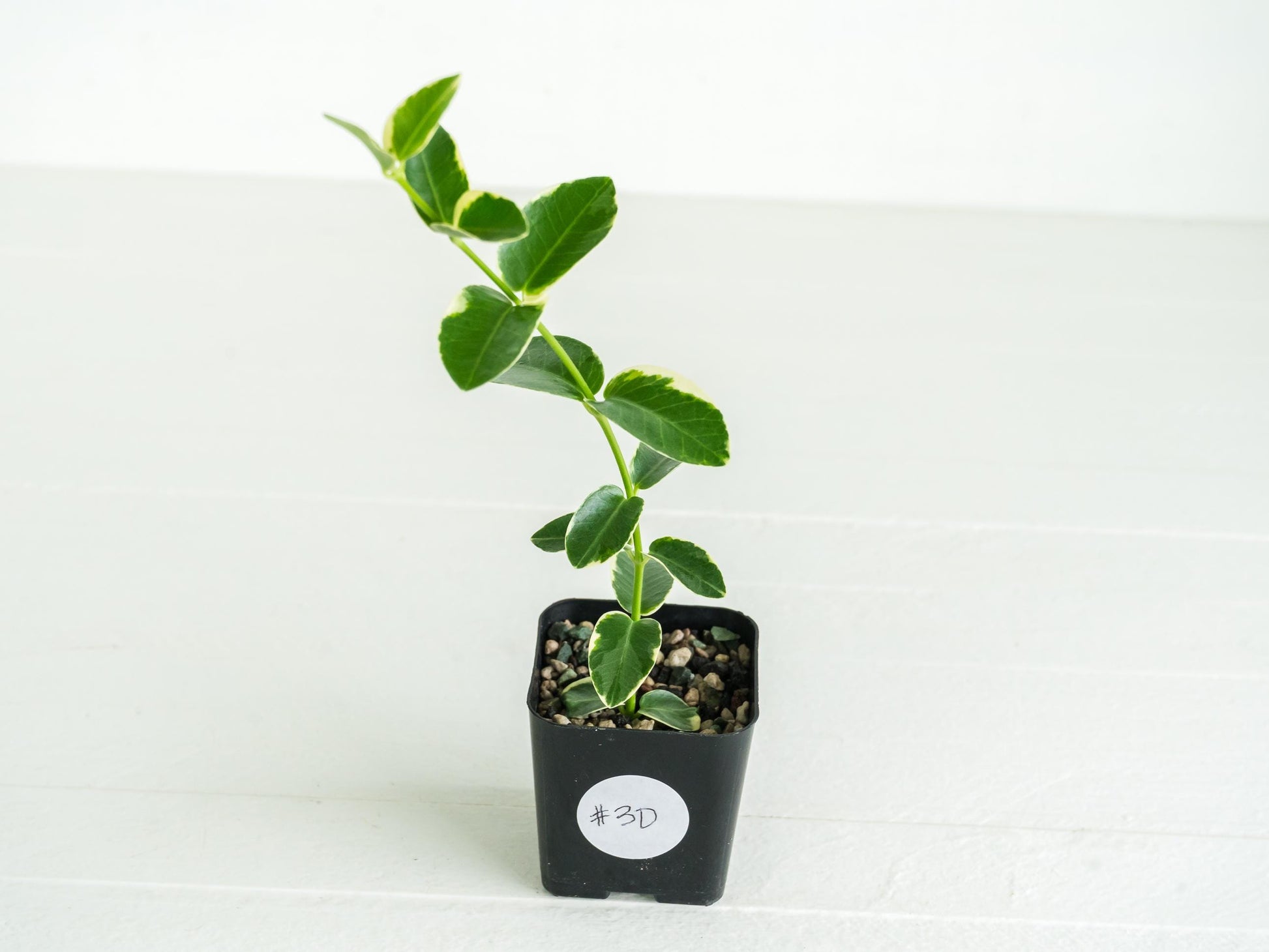 Hoya cumingiana (Albo | Outer Variegated) | 2-Inch