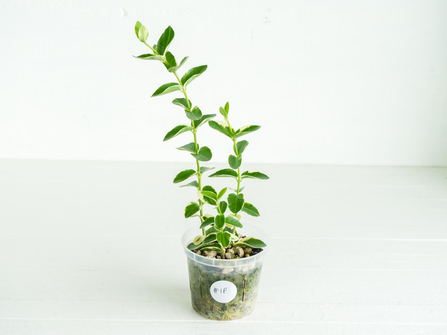 Hoya cumingiana (Albo | Outer Variegated) | 3-Inch