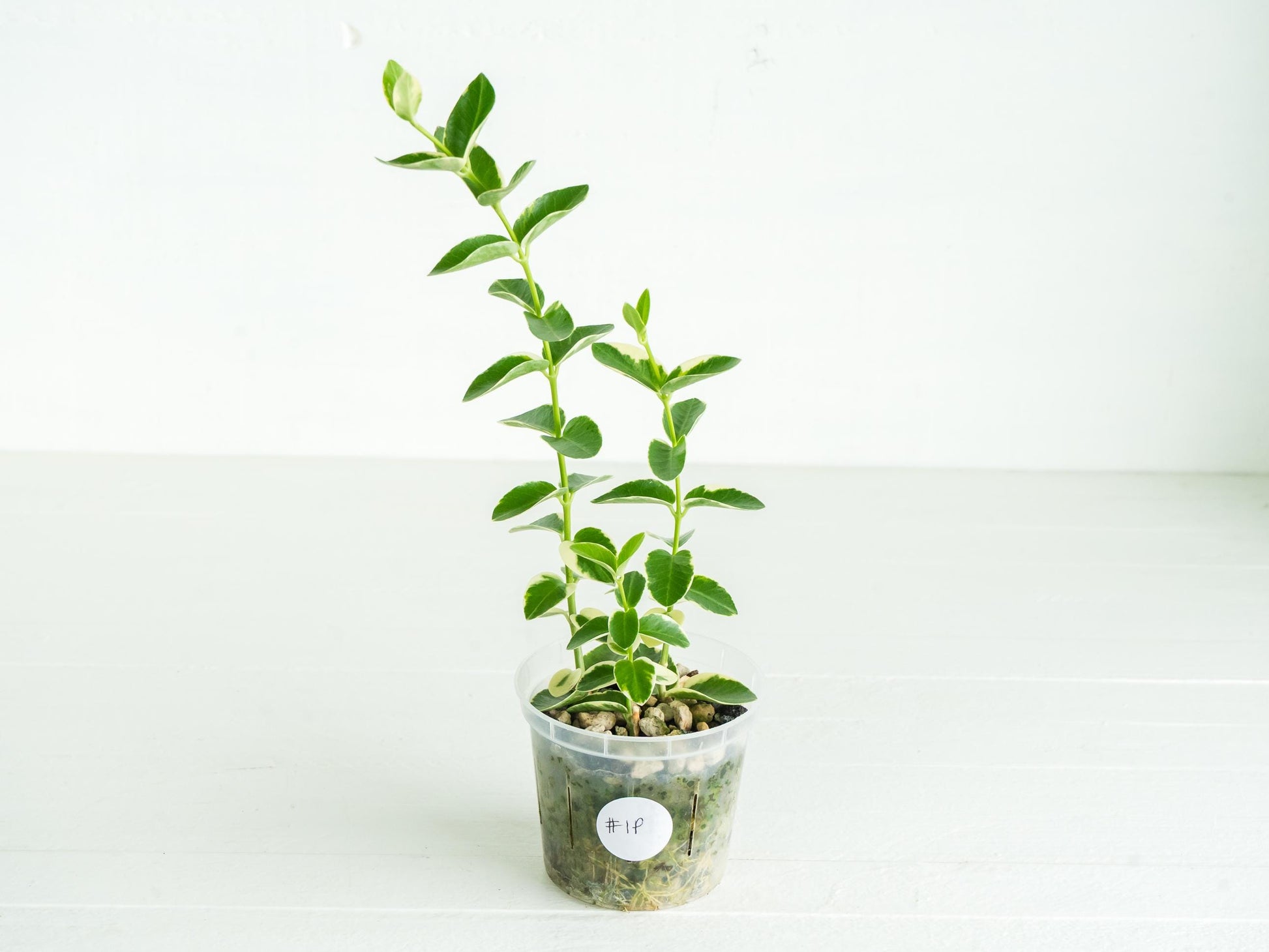 Hoya cumingiana (Albo | Outer Variegated) | 3-Inch