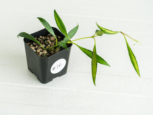 Hoya tsangii (Inner Variegated) | 2-Inch