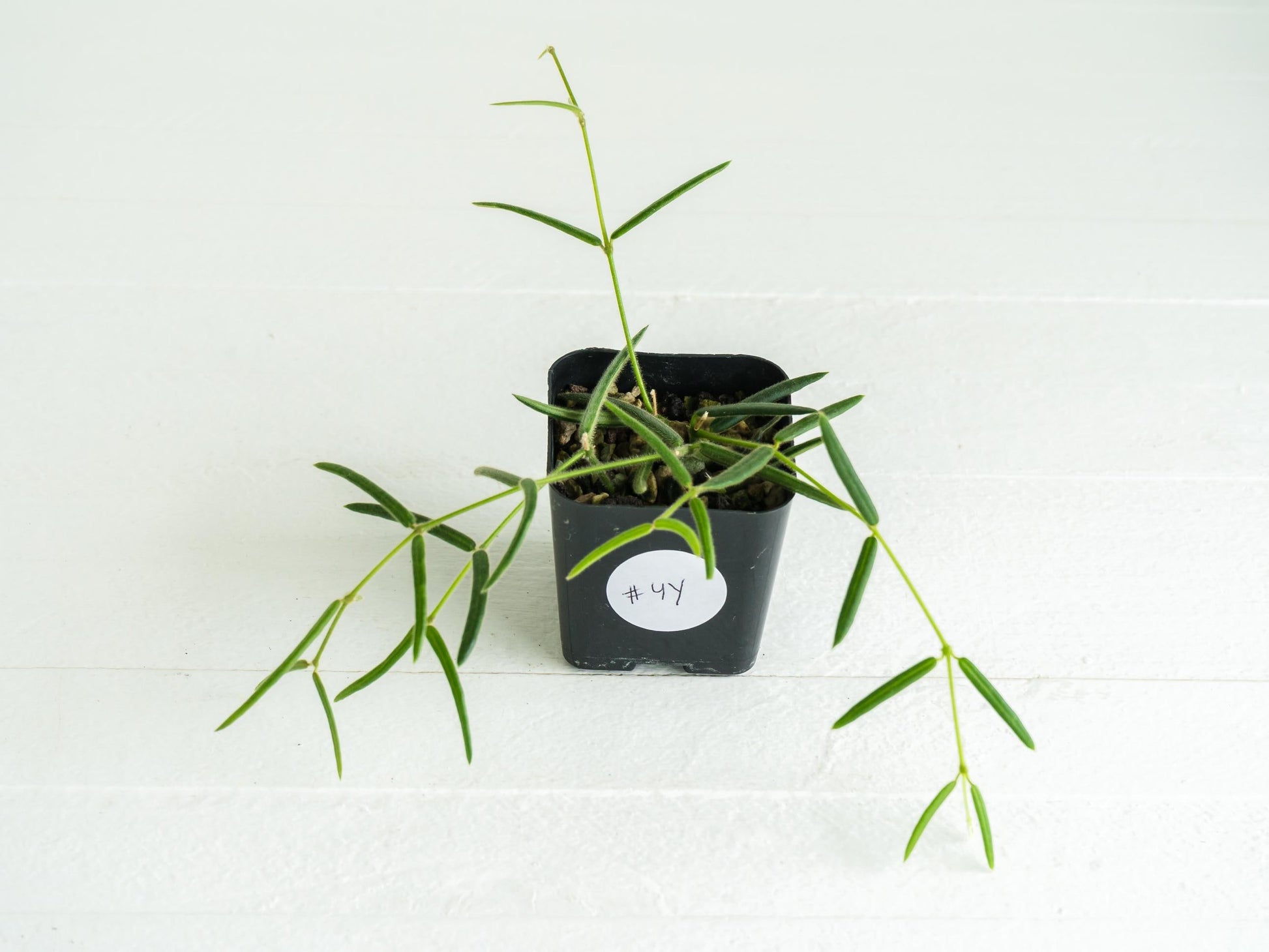 Hoya linearis | 2-Inch