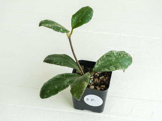 Hoya waymaniae 'Cloudy Sky' | 2-Inch