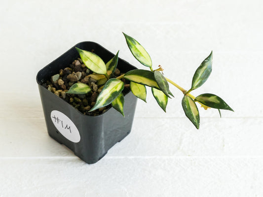 Hoya lacunosa (Inner Variegated) | 2-Inch