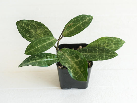 Hoya elliptica (Splash) | 2-Inch