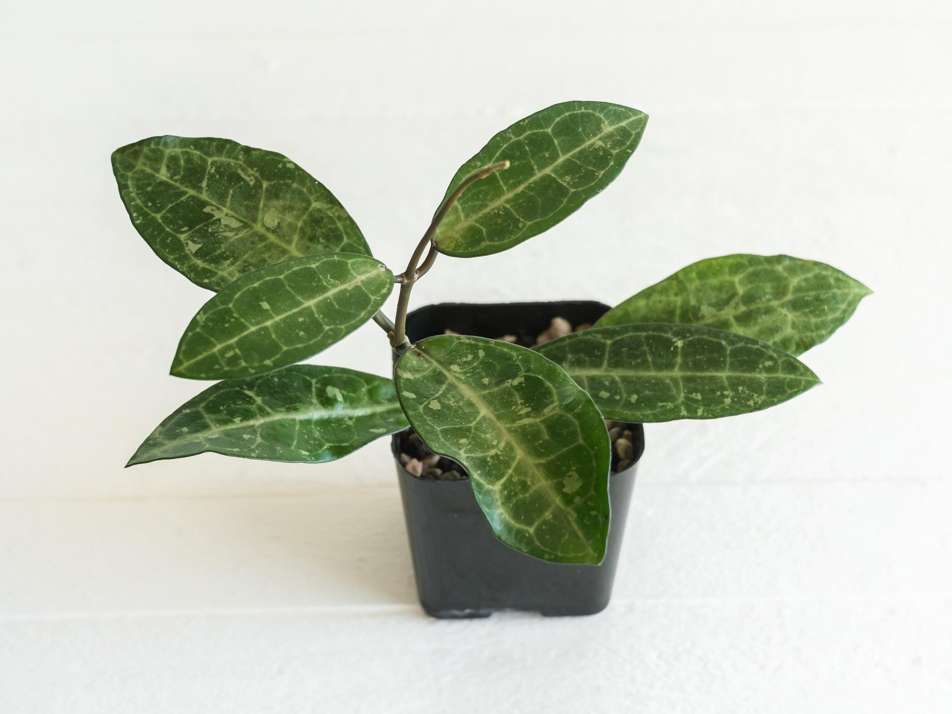 Hoya elliptica (Splash) | 2-Inch