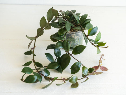 Hoya sipitangensis | 3-Inch