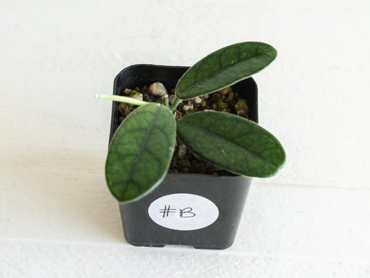 Hoya sichuanensis / lyi NOID | 2-Inch