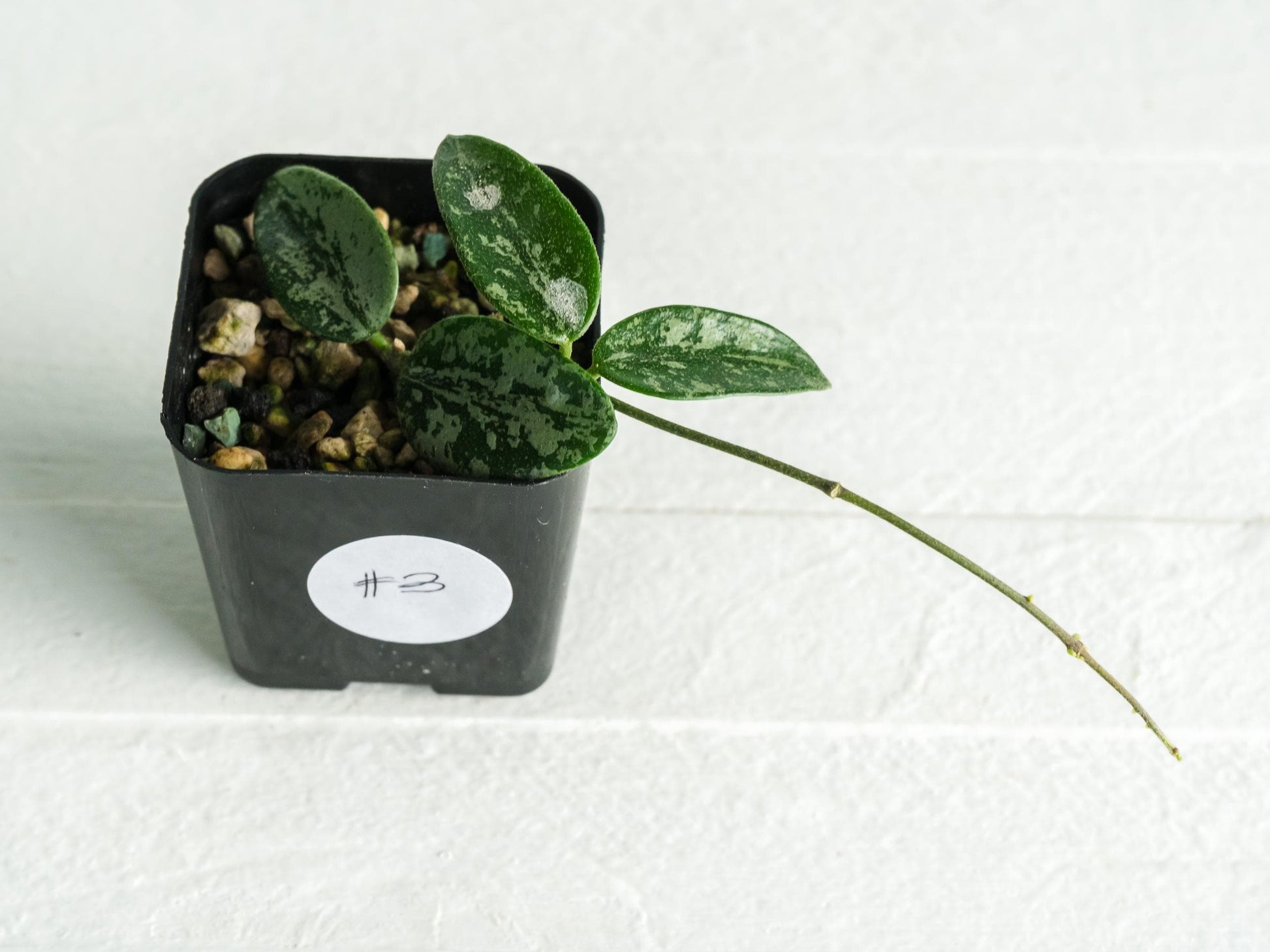 Hoya lima (Splash) | 2-Inch