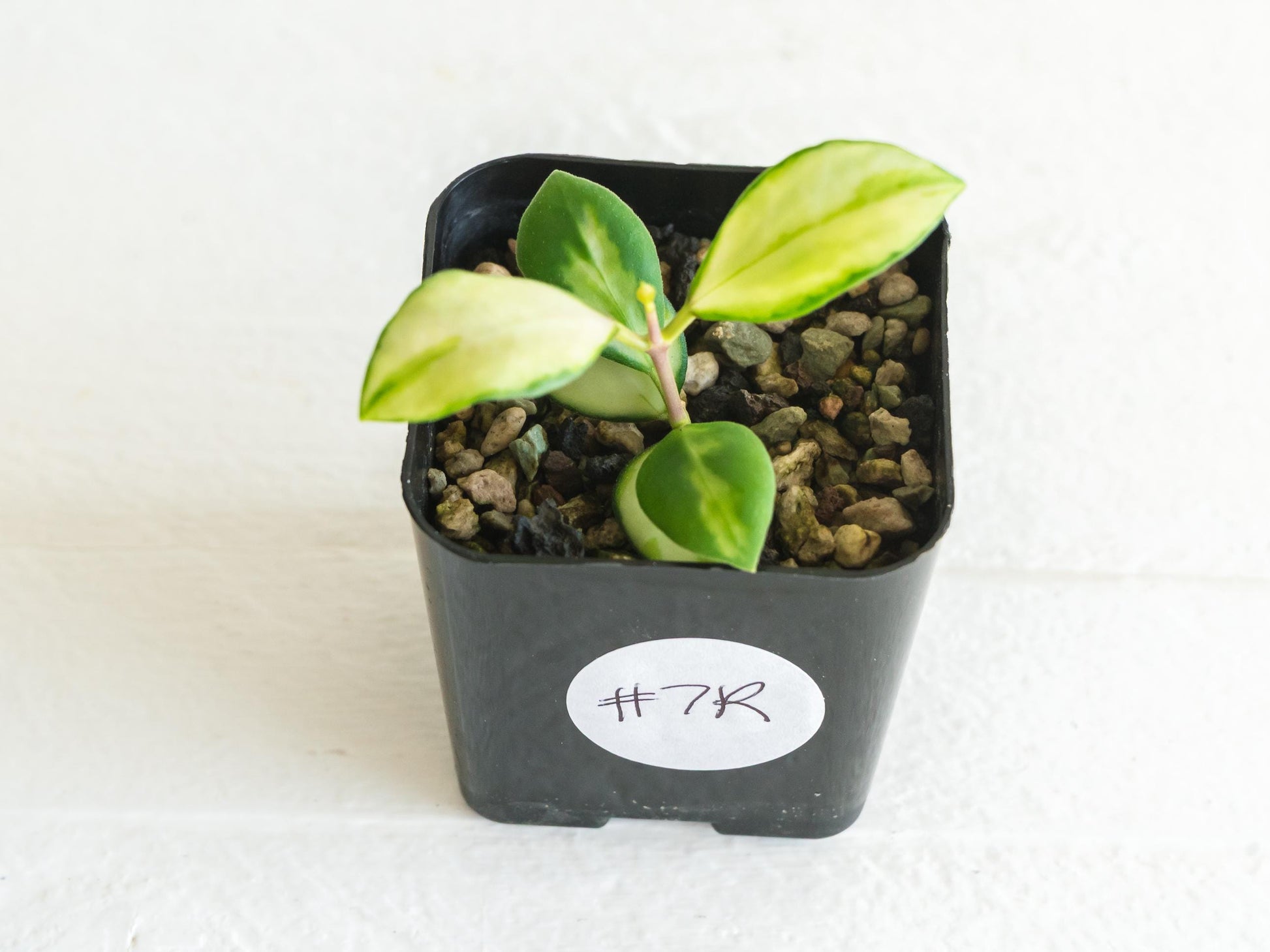 Hoya heuschkeliana (Inner Variegated)| 2-Inch