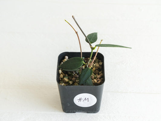 Hoya carrii (NS13-064) | 2-Inch
