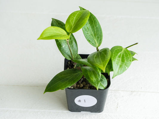 Hoya fitchii (Orange Flower) | 2-Inch