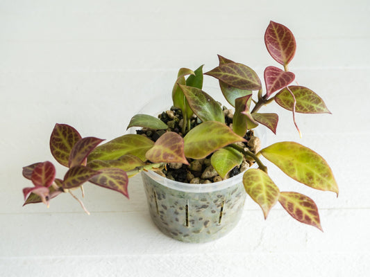 Hoya 'Sunrise' | 3-Inch