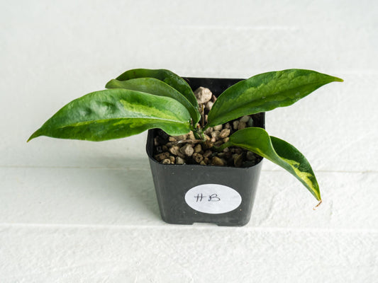 Hoya dennisii ‘Frida’ | 2-Inch