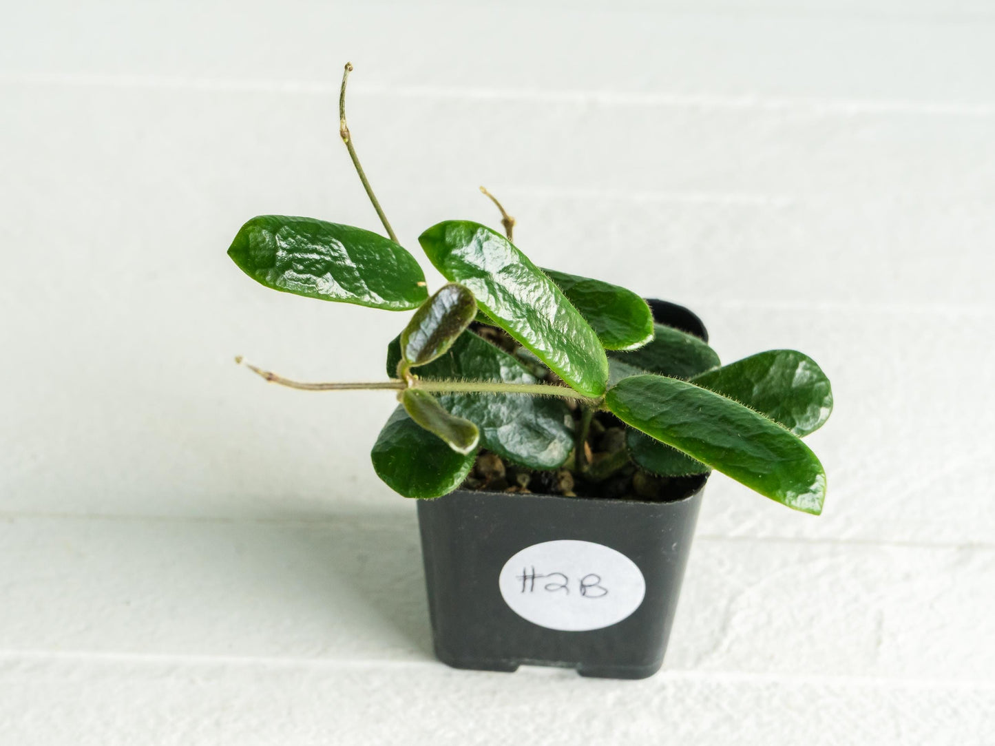 Hoya rotundiflora | 2-Inch